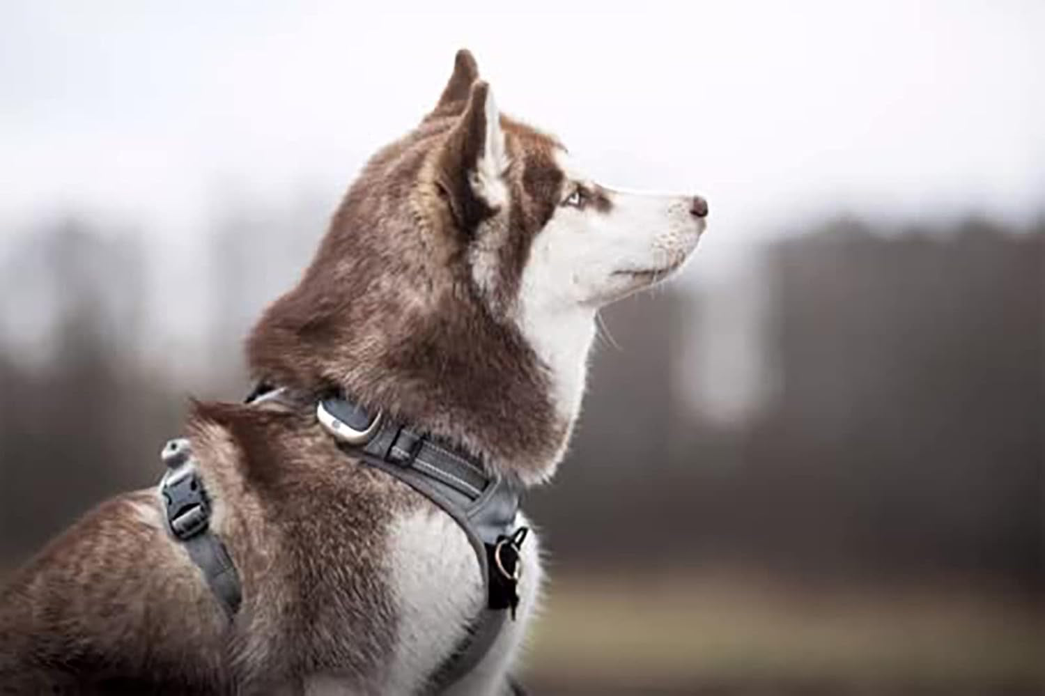Truelove TLH5651 Adjustable No-Pull Dog Harness - Reflective, Comfortable, and Stylish for Large Breeds in Gray