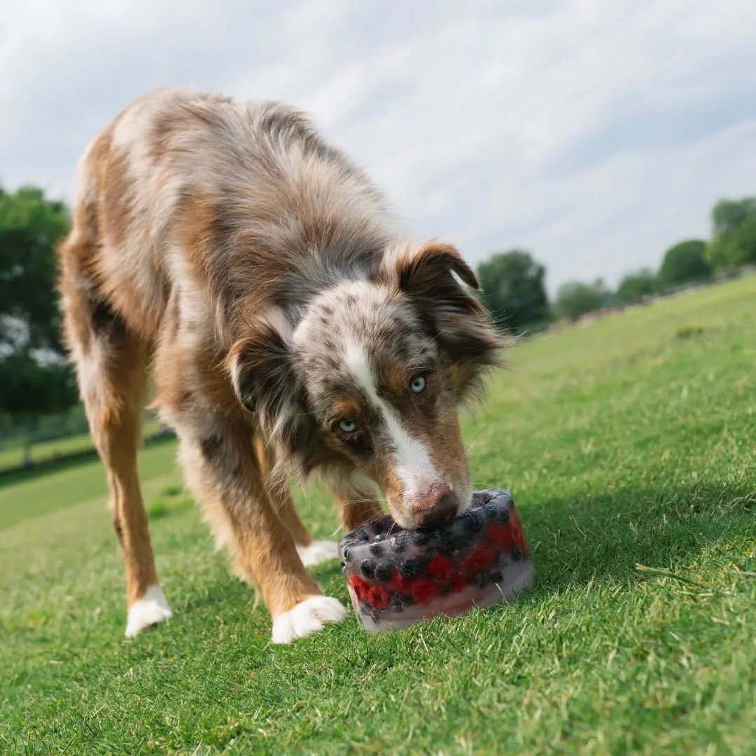 Create Frozen Delights for Your Pup with the Freeze-Your-Own Dog Treat Bowl