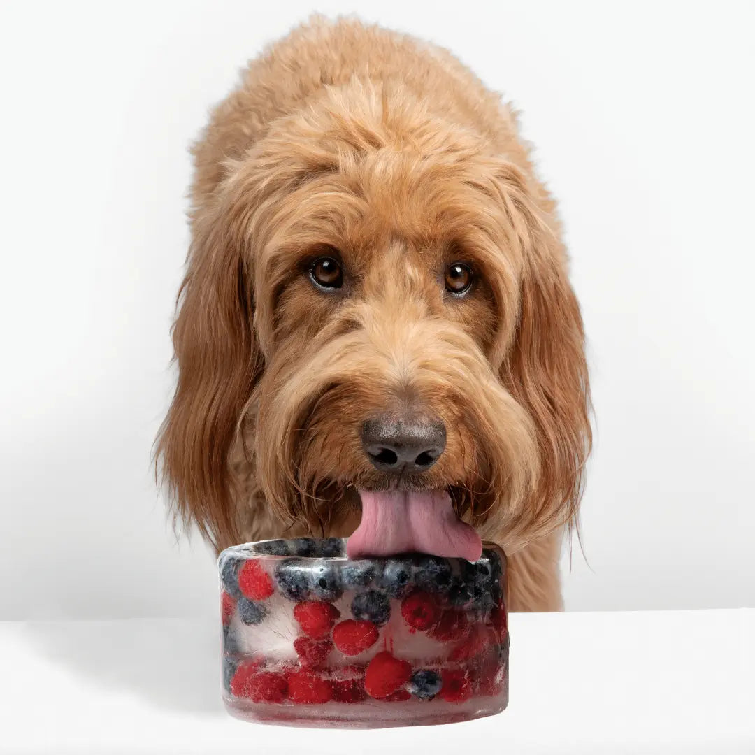 Create Frozen Delights for Your Pup with the Freeze-Your-Own Dog Treat Bowl